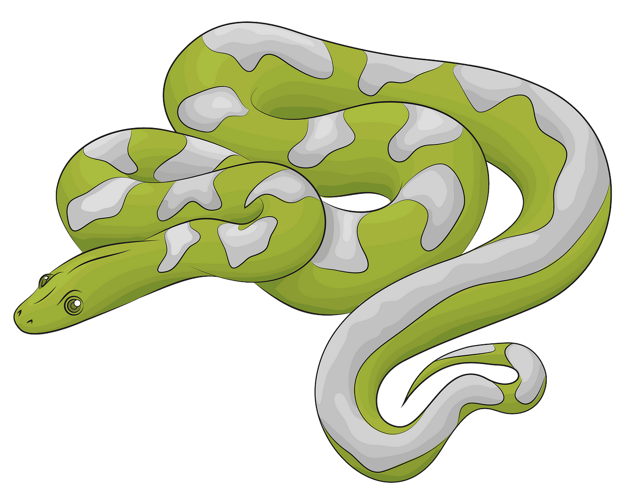 Boa Snake clipart. Free download..