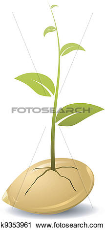 Clipart of Sprouted grains. vector k9353961.