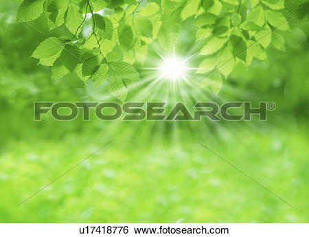 Stock Images of Sunlight streaming through leaves u17418776.