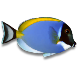 Powderblue Surgeonfish Icon.