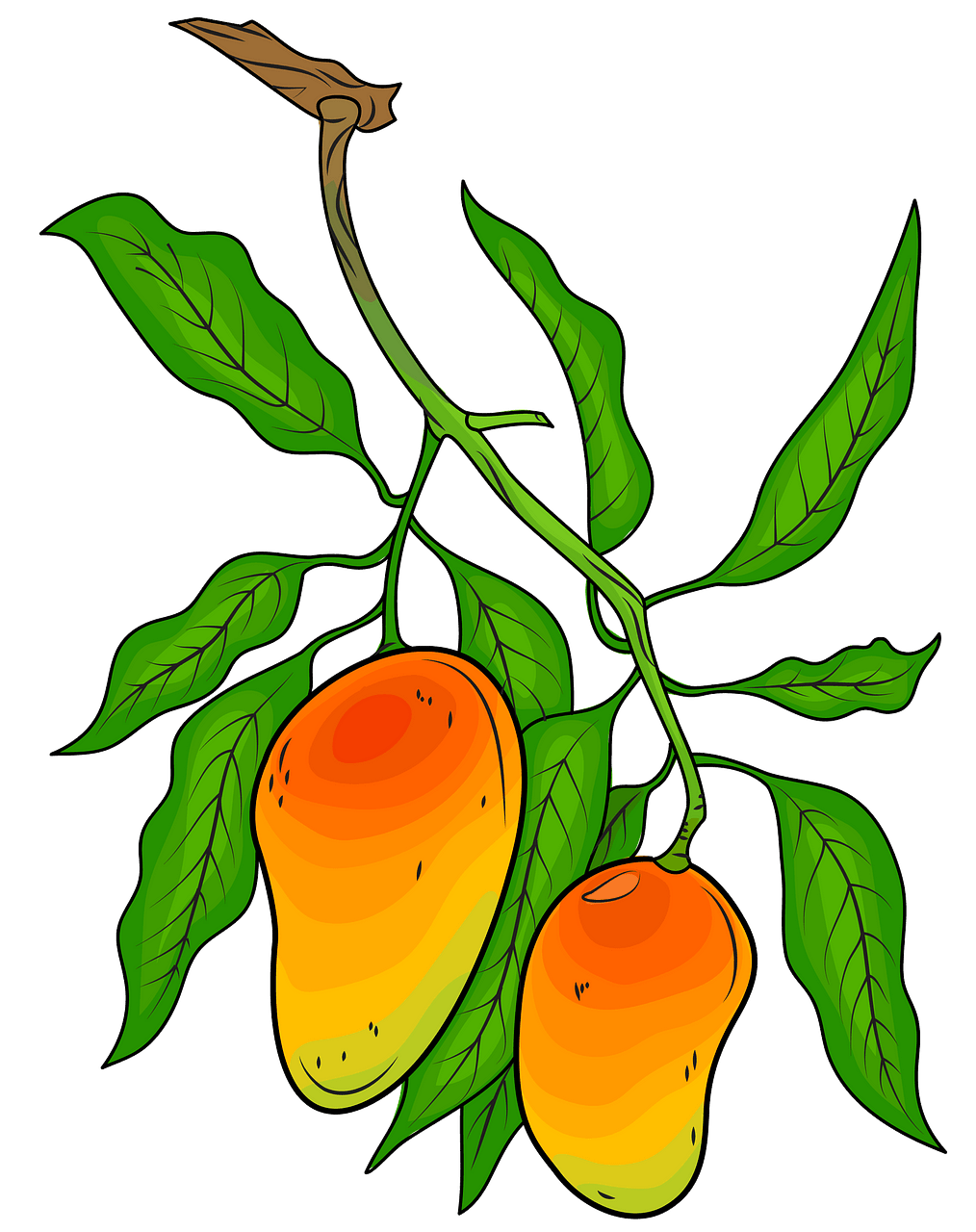 Mango op de tak clipart. Gratis download..