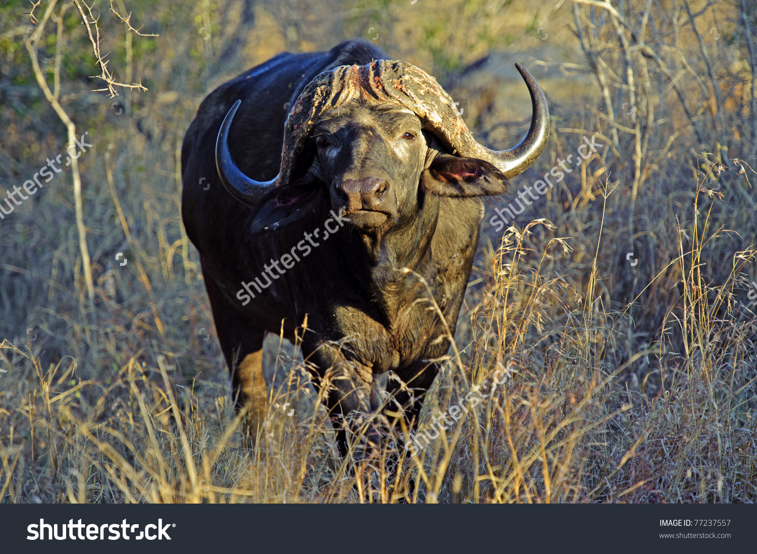 A Ferocious Buffalo Bull In Thick Bush Stock Photo 77237557.