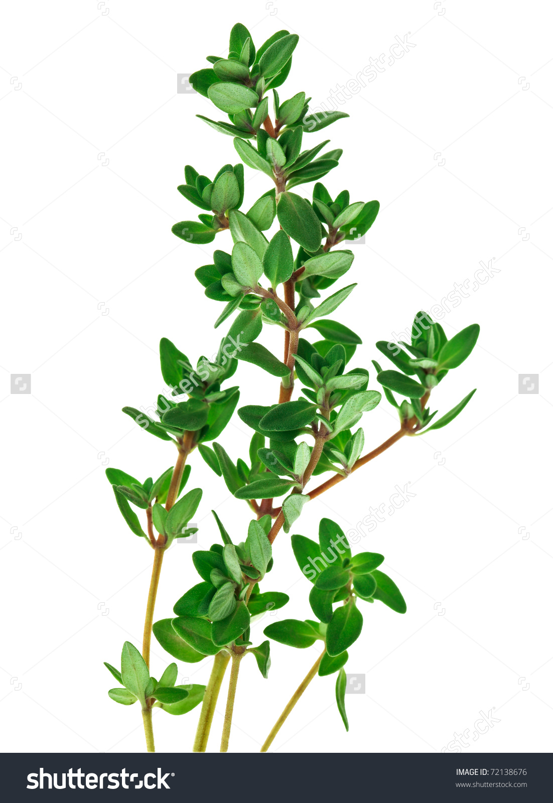 Thyme clipart.