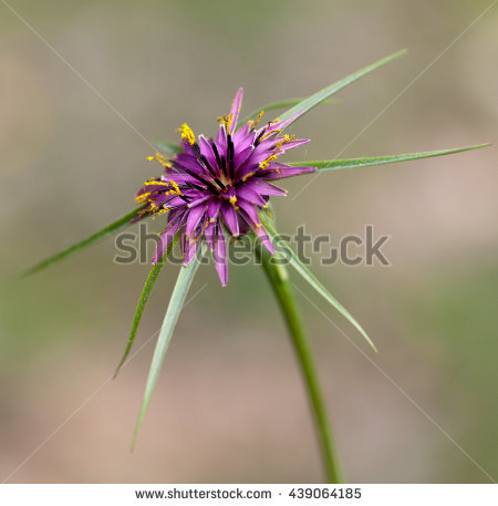 tragopogon Stock Photos, Royalty.