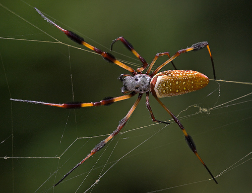 Golden Orb Weaver. beautiful.