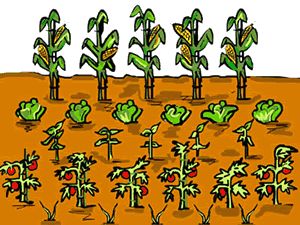 Clip Art Vegetable Garden.