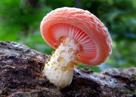 Rhodotus palmatus a.k.a Fungus Rosy veincap.