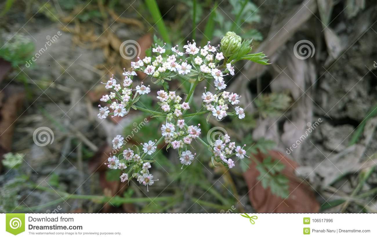 Very small flowers stock photo. Image of very, nature.