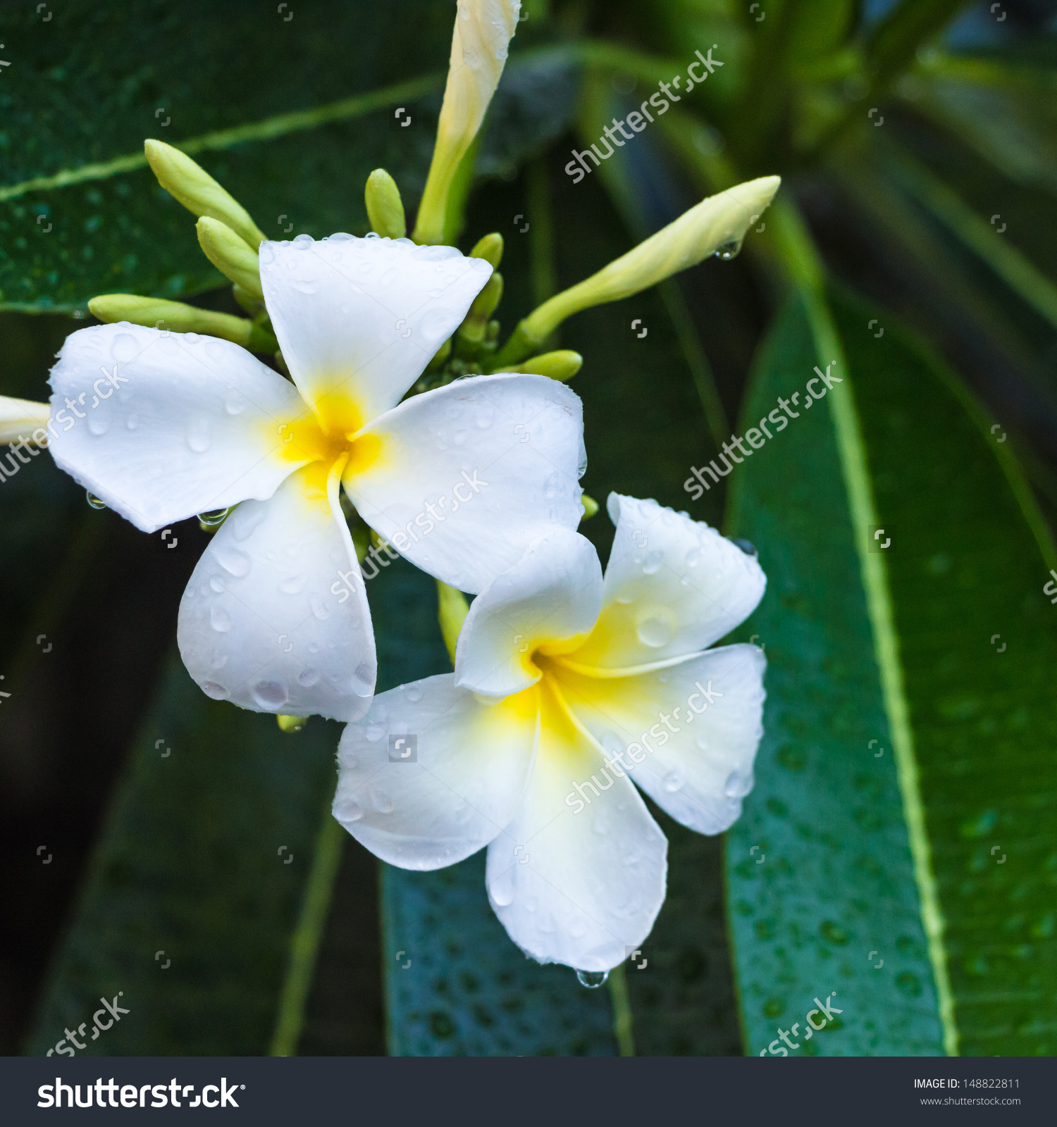 Evergreen Frangipani, Graveyard Flower, Pagoda Tree, Temple Tree.