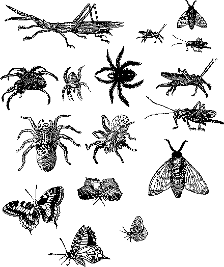 Black And White Insect Clipart.