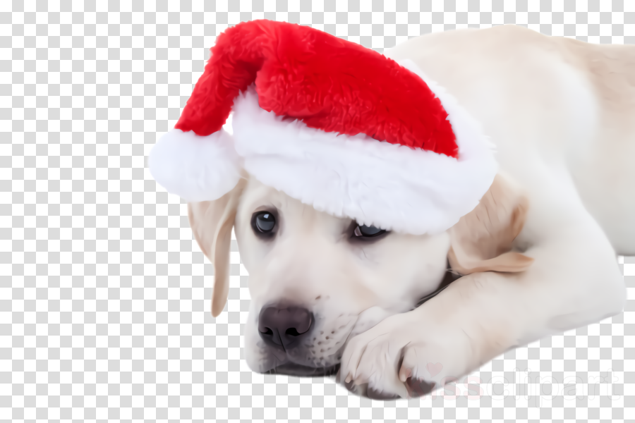 dog puppy dog breed white labrador retriever clipart.