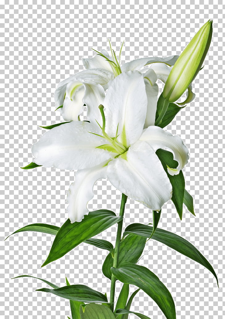 White Lily, white lily flower illustration PNG clipart.