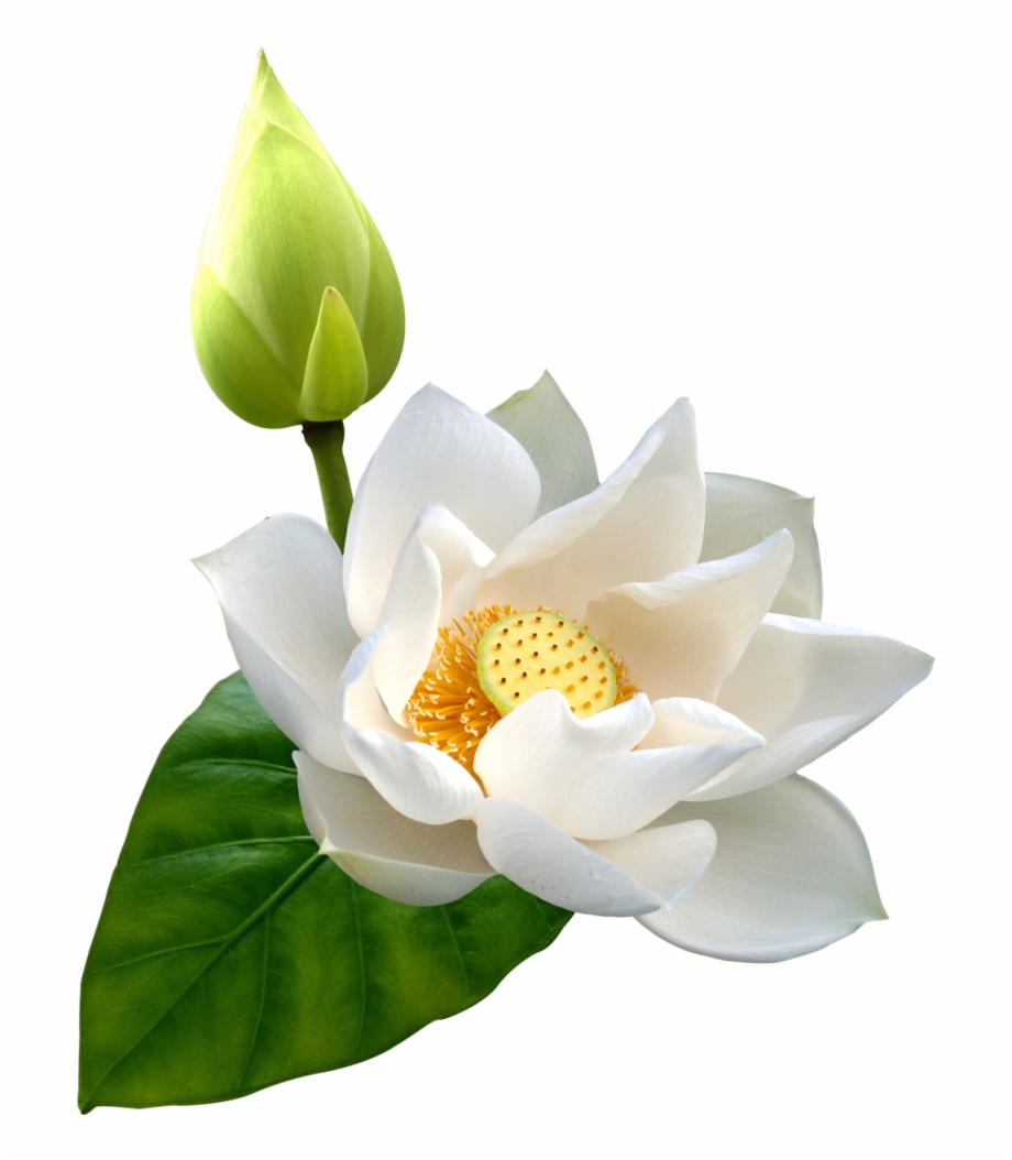 Lotus Png Hd White Lotus Flower Png.