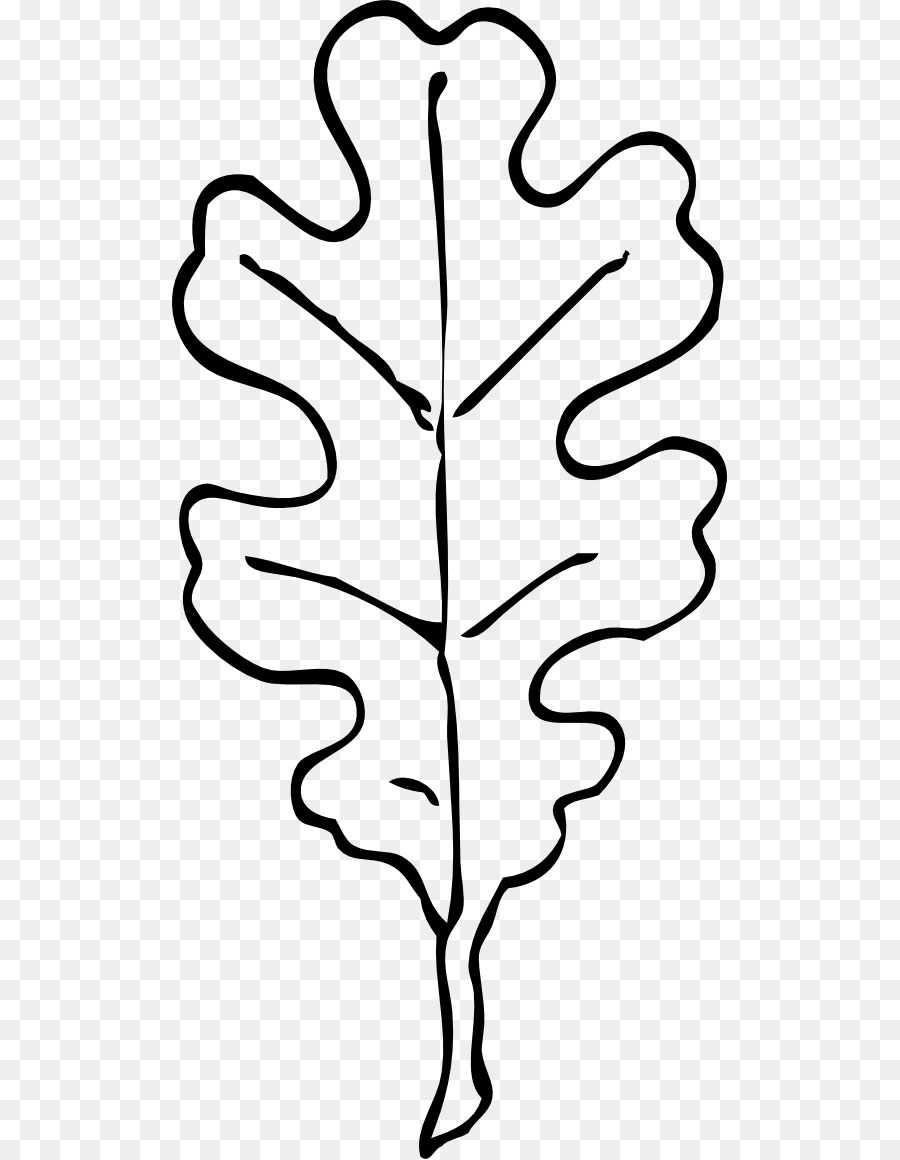 Leaf White oak Swamp Spanish oak Quercus velutina Clip art.