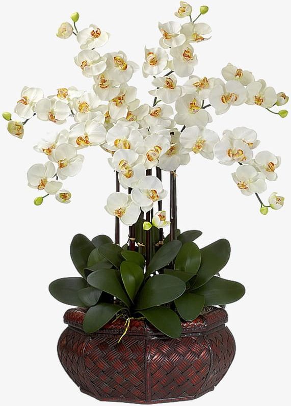 White Orchid Flowers PNG, Clipart, Flowers, Flowers Clipart.