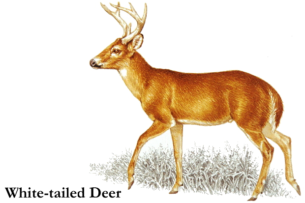 Whitetail deer clip art.