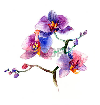 613 Wild Orchid Stock Vector Illustration And Royalty Free Wild.