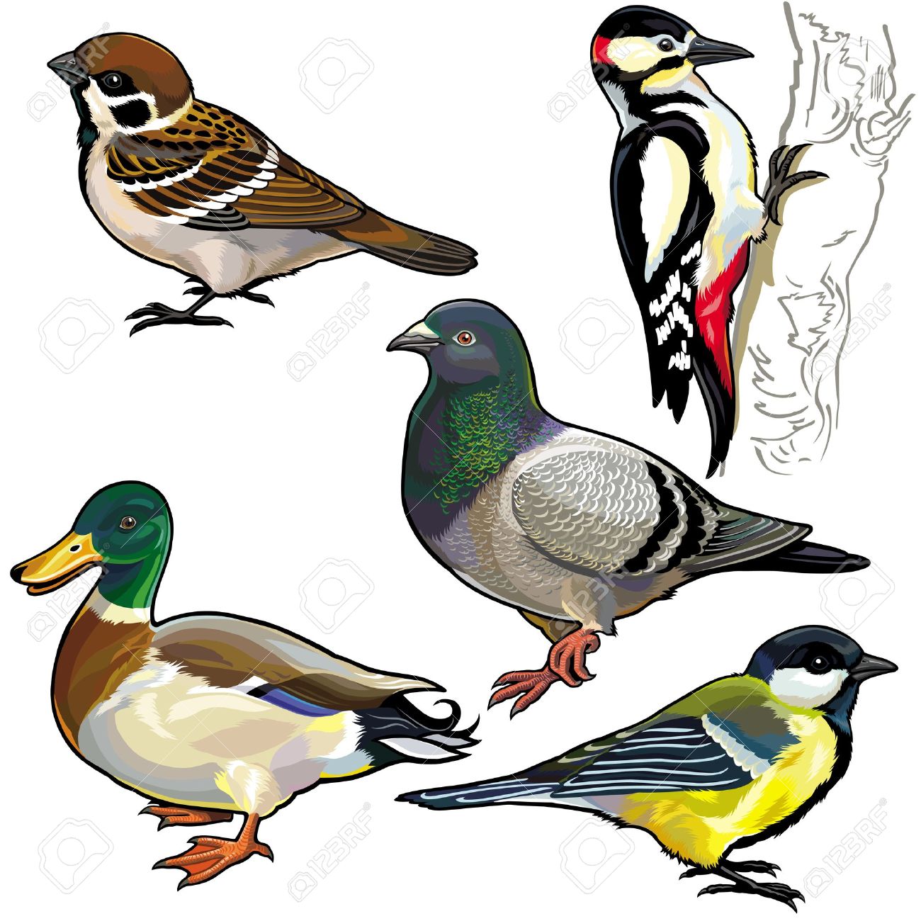 10,938 Pigeon Stock Vector Illustration And Royalty Free Pigeon.