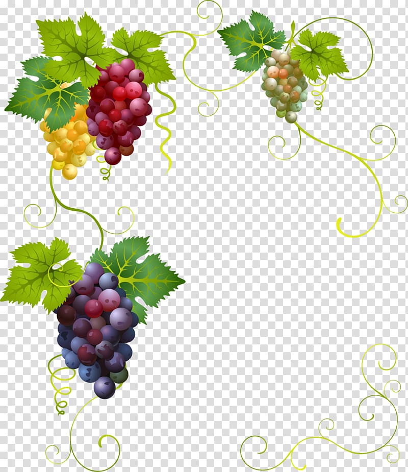 Grapes illustration, Wine Grape Divertimento , painted.