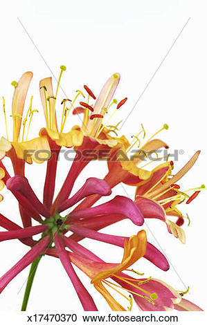 Stock Photography of Common honeysuckle / Woodbine (lonicera.