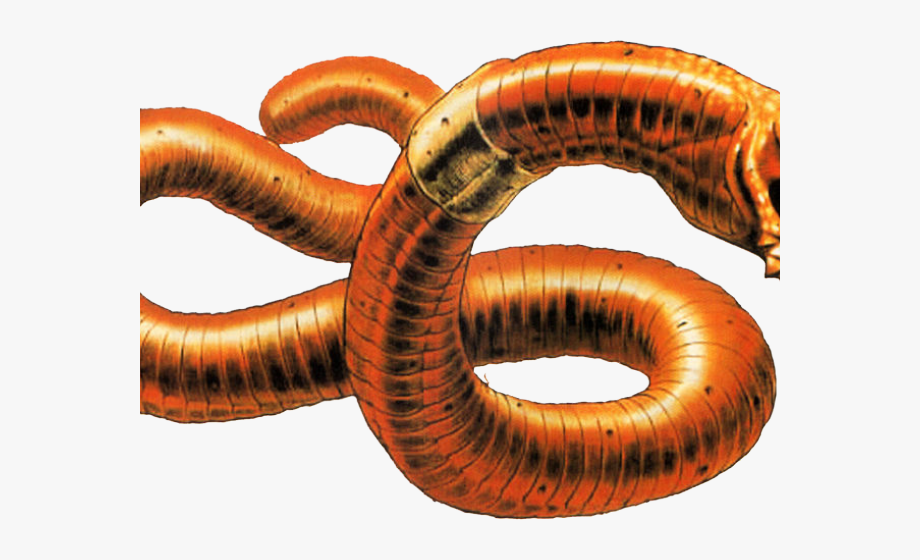 Worms Clipart Parasitic Worm.