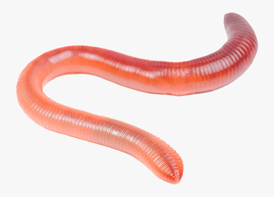 Transparent Worm Clipart.