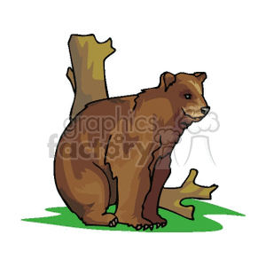 Worried looking cartoon bear clipart. Royalty.