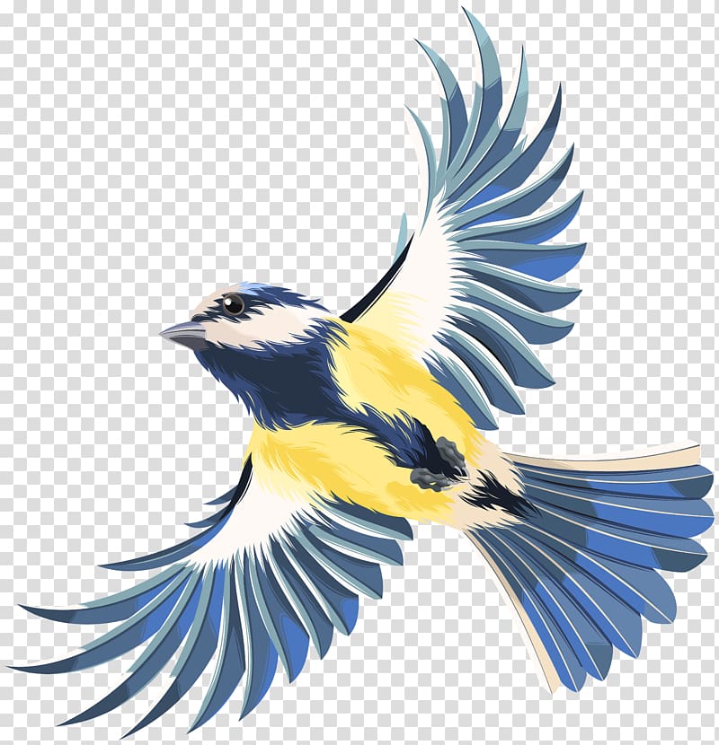 White, gray, and yellow flying bird , Bird flight Bird.