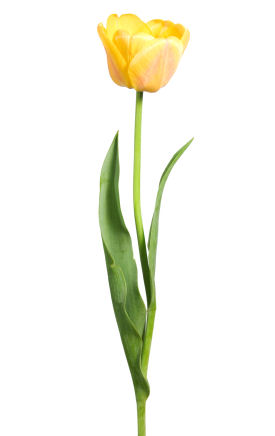 Yellow Tulips Clipart.