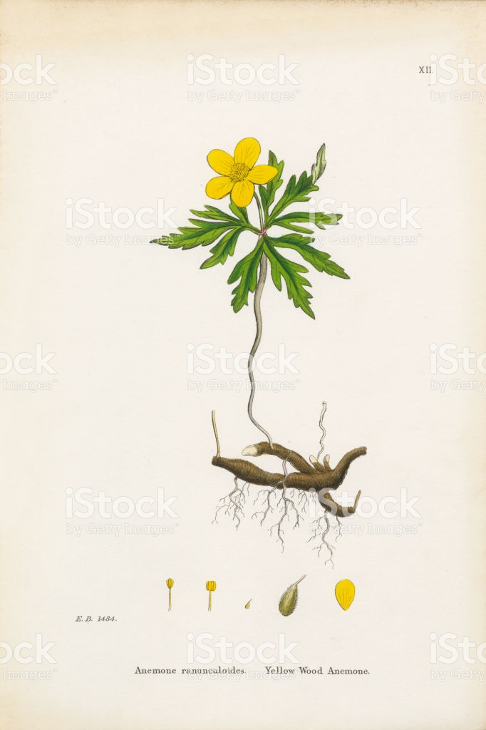 Yellow Wood Anemone Anemone Anemone Ranunculoides Victorian.