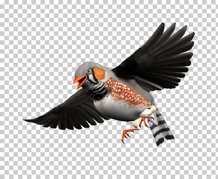 Bird Zebra finch Beak, Elf bird Free matting PNG clipart.