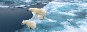 polar bears