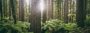 Fern forest NZ