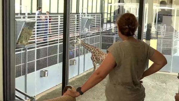 Georgia Safari Conservation Park offers the ultimate wildlife sleepover—with a giraffe!