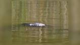 Teen reports possible alligator sighting at Greene County park