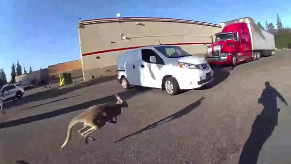 Wallaby evades police in Parkland but is eventually captured