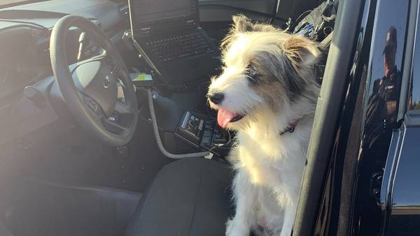 Dog, stolen car reunited with owner in Olympia