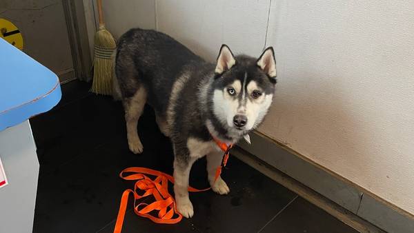 Is your friend missing? Dog found on a Washington ferry without its owner