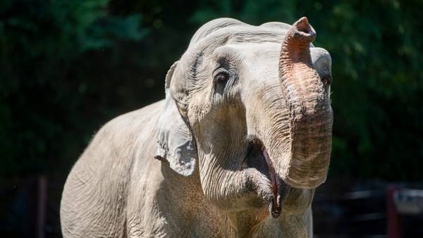 Point Defiance Zoo remembers beloved elephant ‘Suki’