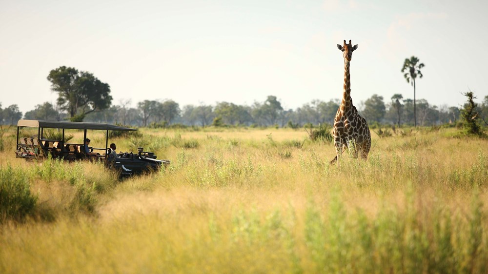 Safari Game Drive