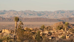 ¿Por qué este grupo de investigadores recoge semillas en el desierto?