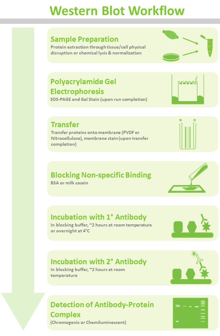 Western Blot Flow Chart | Sexiz Pix