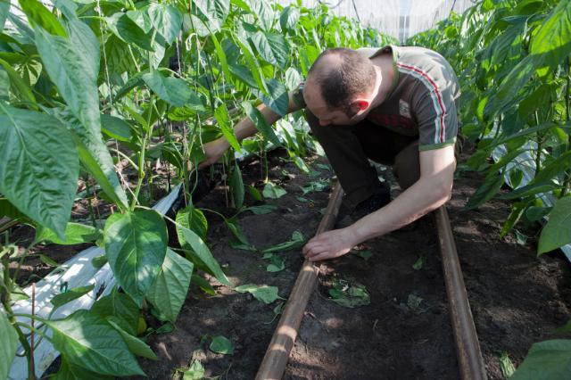 Organic agriculture in the Netherlands