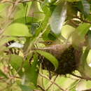 Image of Slender-billed White-eye