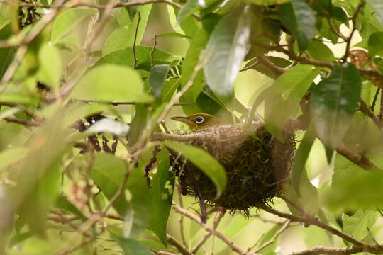 Image of Slender-billed White-eye