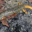 Image of Alpine Punjab Skink