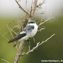 Image of White-winged Swallow