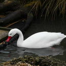 Image of Coscoroba Swan