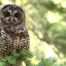 Image of California Spotted Owl