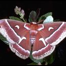 Image of Ceanothus Silkmoth